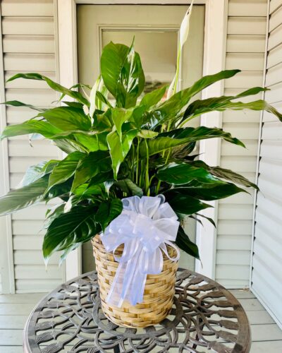 Green Plant - Peace Lily