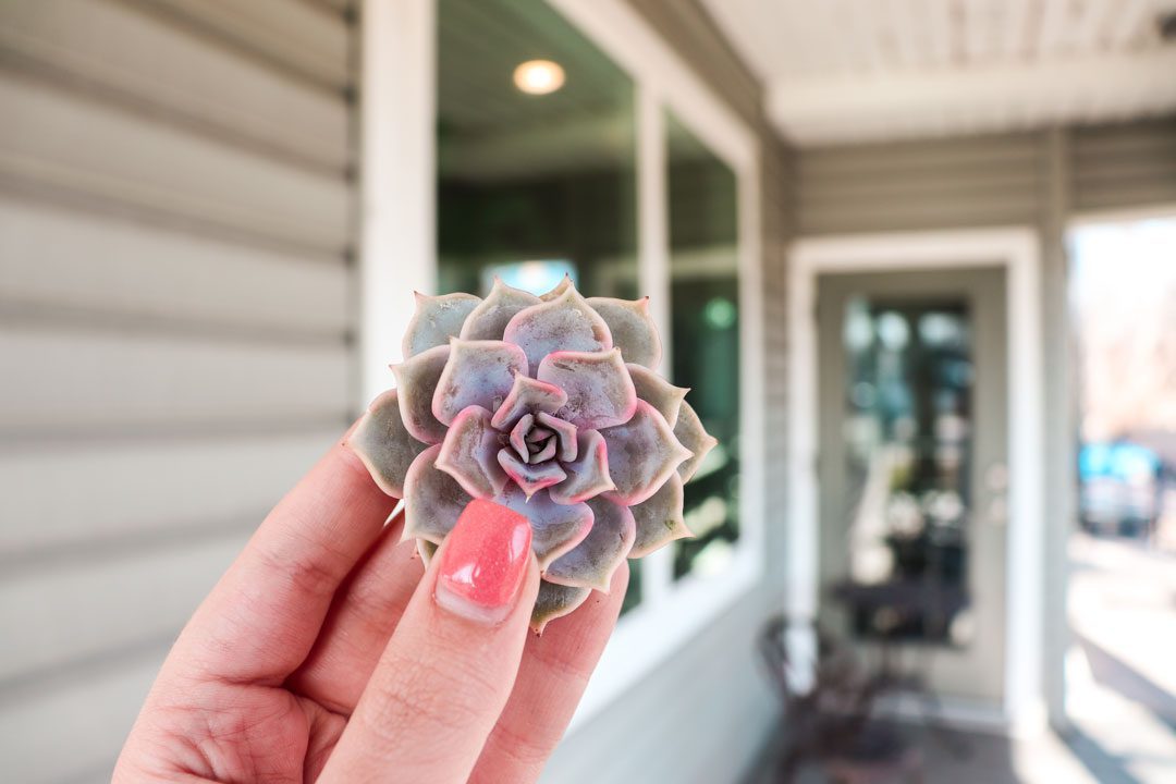 How to Care for Succulents: 5 Tips to Keep Your Plants Alive