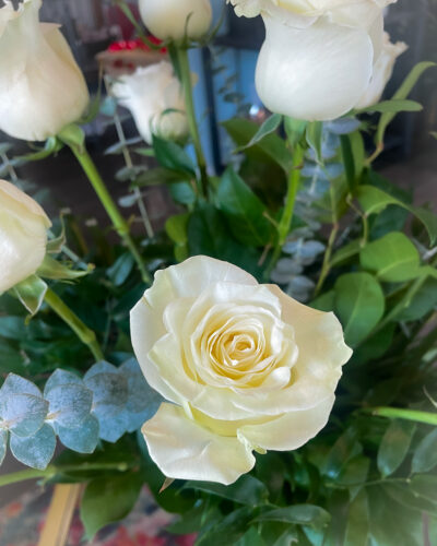 white roses focus