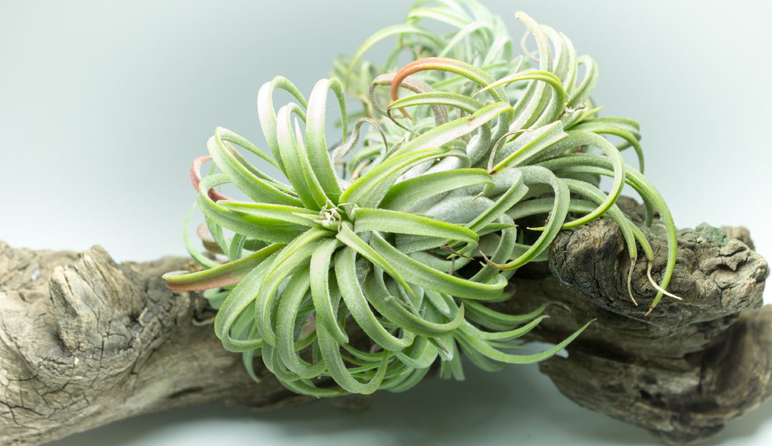 How to Care For Air Plants: 5 Simple Tips to Care for Tillandsias 