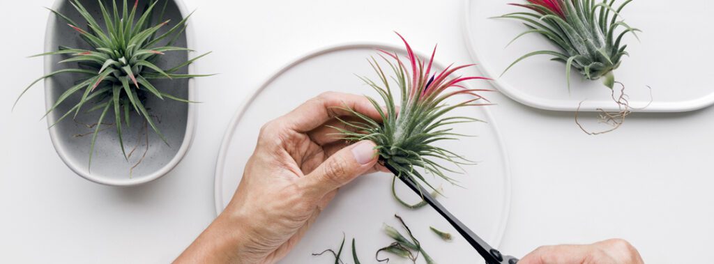 LS airplant pruning
