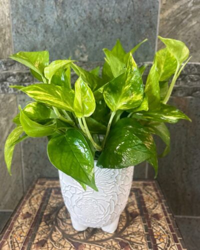This charming 4-inch potted Pothos Ivy - Nurture & Grow is a low-maintenance beauty perfect for bringing a touch of greenery to any room.