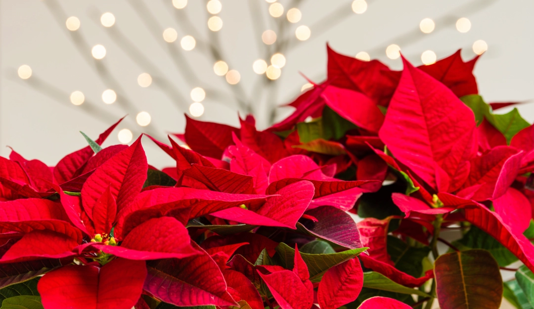 Poinsettias: More Than Just a Pretty Holiday Decoration