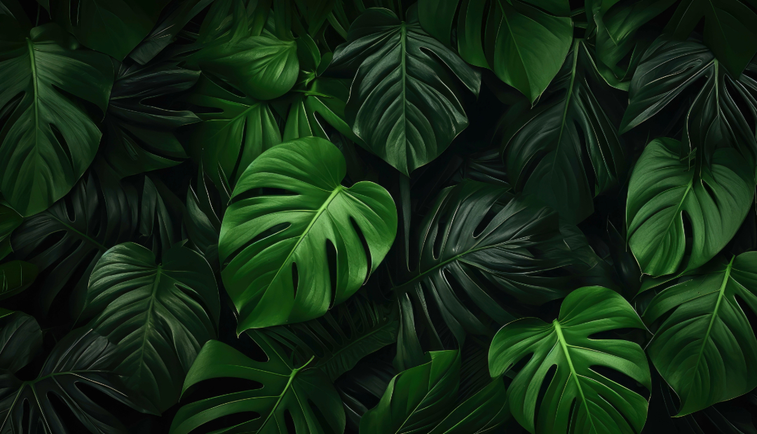 Palm leaf plants