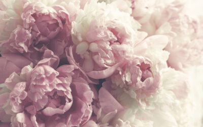 Peonies: Why They’re the Ultimate Wedding Flower