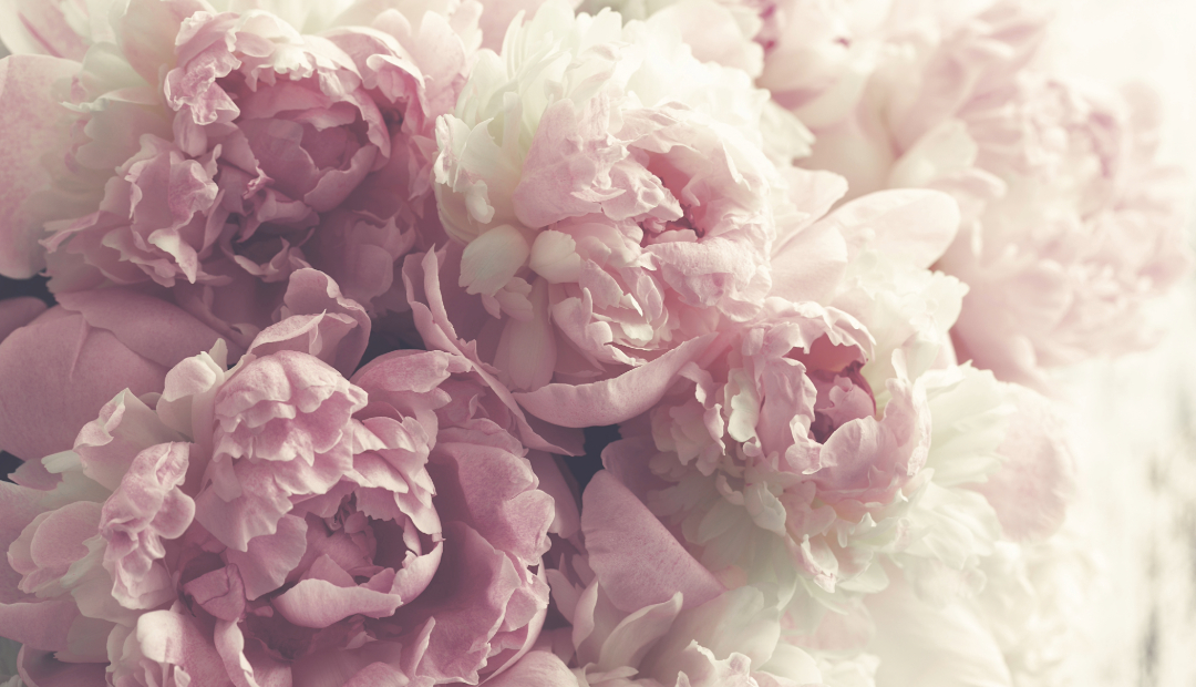 Peonies: Why They’re the Ultimate Wedding Flower