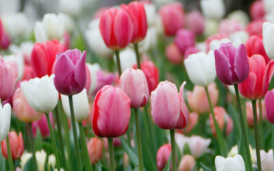 Tulips for Weddings: A Guide to Color, Style, and Symbolism