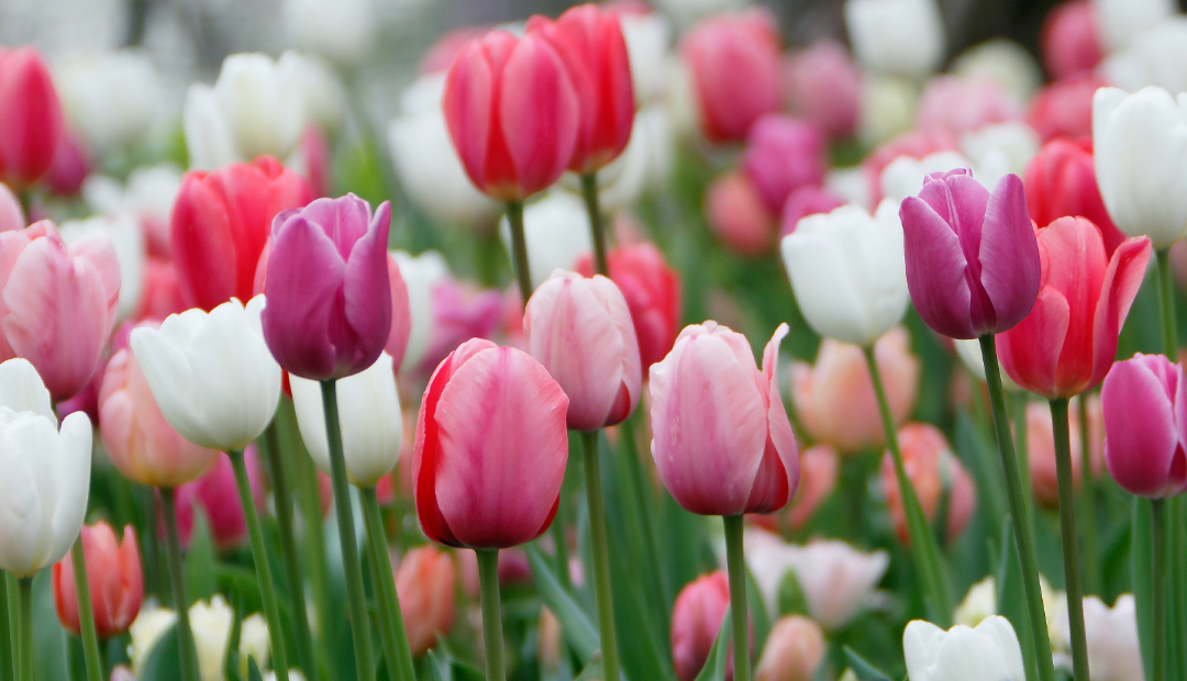 Tulips for Weddings: A Guide to Color, Style, and Symbolism
