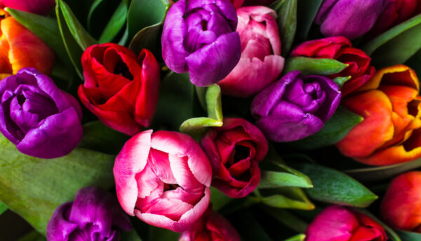 Tulip Wedding Blog 2 Close Up