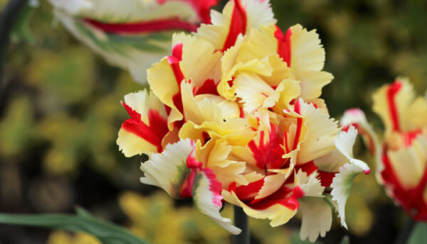 Tulip Wedding Blog 6 Parrot