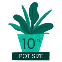 LF attributes plant 10in