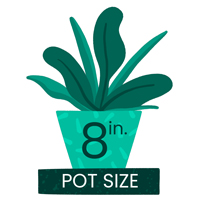 Medium 8 Inch Pot Diameter