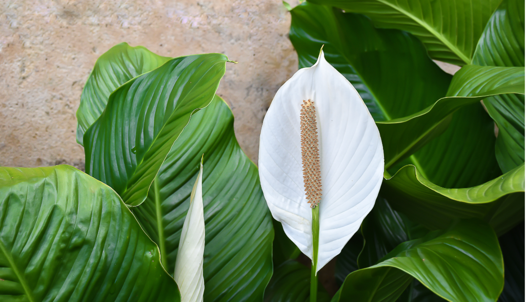 Peace Lily white bloom