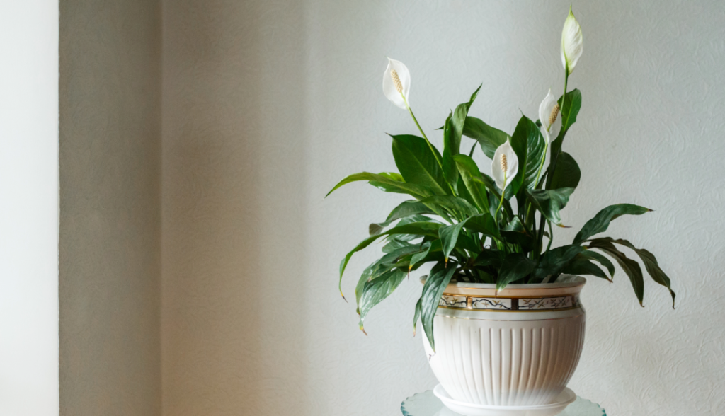 Peace Lily Care Blog 2 Peace Lily in Pot