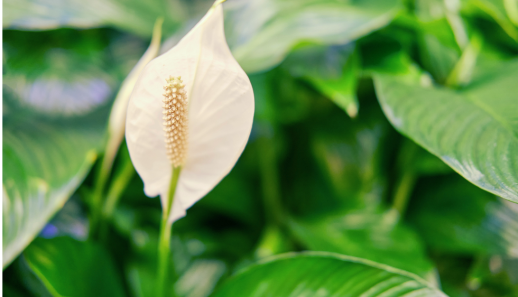 Peace Lily Care Blog 3 Peace Lily Bloom Up Close