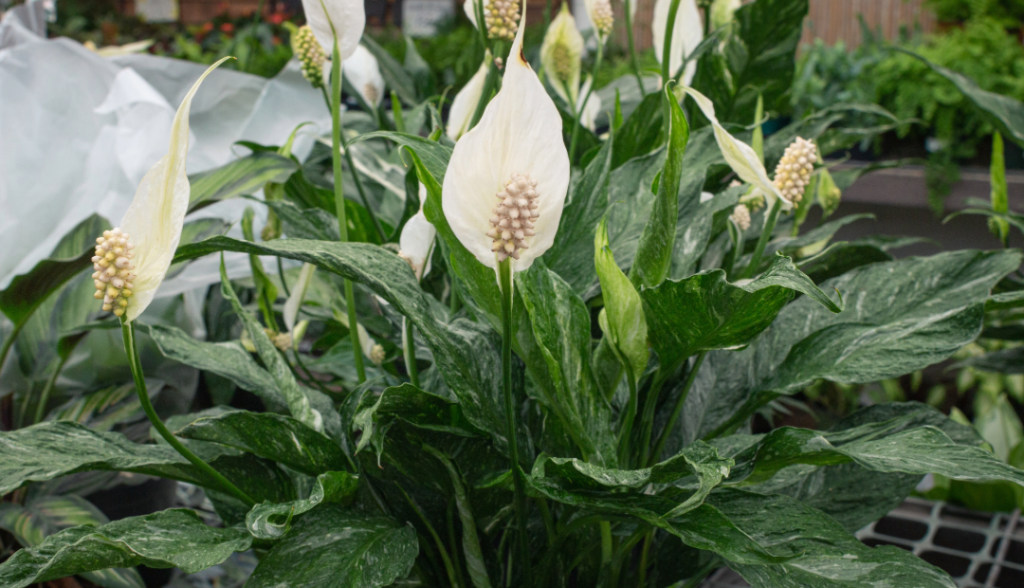 Peace Lily Care Blog 5 Varigated Peace Lily