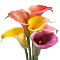 calla lilies