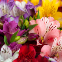 alstroemeria flower blooms