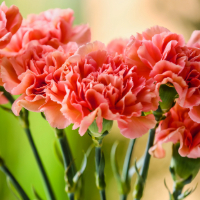 coral colored carnations.