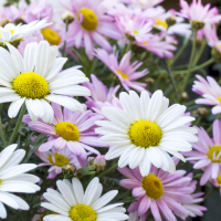 white and lavender daisies