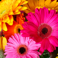 gerbera daisies in a variety of colors