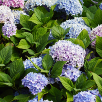 hydrangeas in a garden