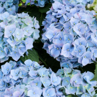 close up image of blue hydrangeas