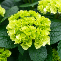 a green hydrangea bloom