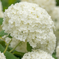 white hydrangea bloom