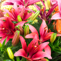 close up image of pink Asiatic lilies.