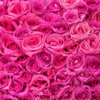 Hot pink roses