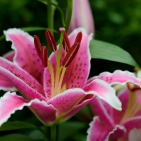 stargazer lilies