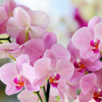 pink orchids