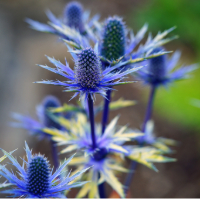 blue thistle or flat sea holly