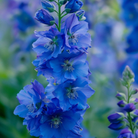 blue delphinium blooms