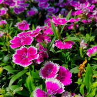 hot pink dianthus blooms