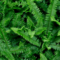 a close up image of fern