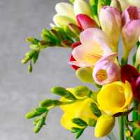 mixed colors of freesia.