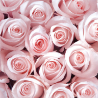 pink roses