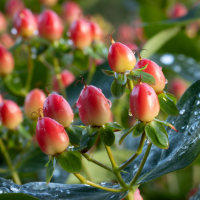 a close up image of hypericum berries.