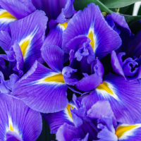 blue and purple iris