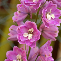 close up of larkspur blooms