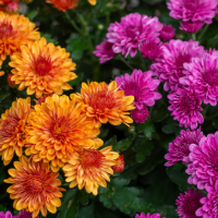 orange and purple mums