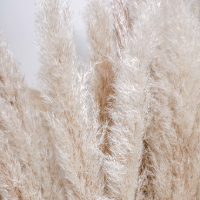 detailed image of pampas grass