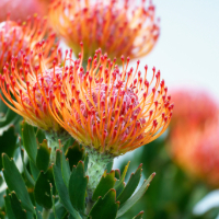 pin cushion protea