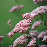 pink rice flower