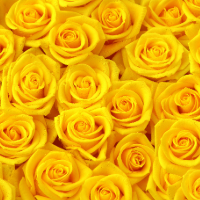 yellow roses