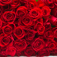 red roses