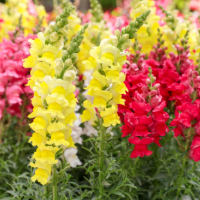 pink and yellow snapdragons