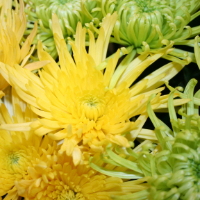 green and yellow spider mums